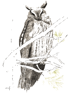 hibou moyen-duc